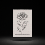 Chrysanthemum Charm preview